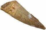Fossil Spinosaurus Tooth - Real Dinosaur Tooth #234308-1